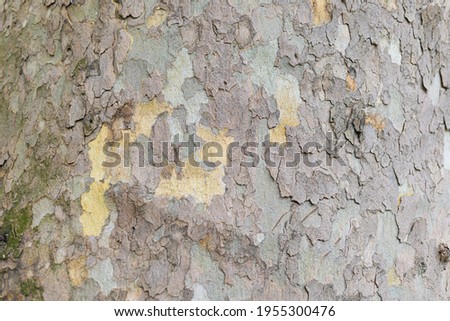 Tree bark texture, background for design.