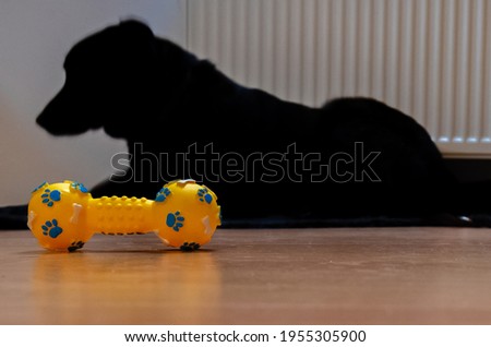 A yellow bright dog toy and a black dog in background