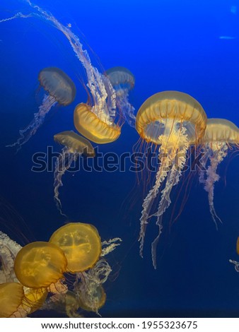 Beautiful Jellyfish with Blue Background