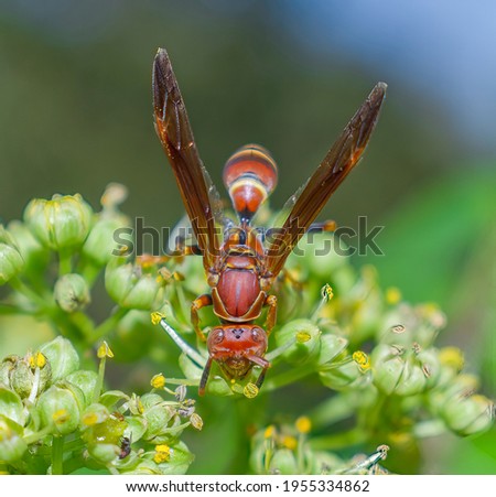 Red paper wasp (polistes dorsalis) (Hymenoptera: Vespidae), close up macro picture front view showing head detail, wings up, on Hercules club blooms (Zanthoxylum clava-herculis)