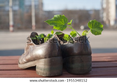 An old shoe serves as a pot for plants, an old shoe with seedlings at dawn stands on a bench in the city