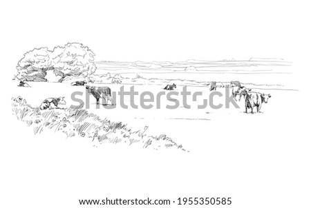 Cows are grazing in a meadow. Rural landscape. Farm sketch hand drawn vector illustration. Royalty-Free Stock Photo #1955350585
