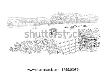Cows are grazing in a meadow. Rural landscape. Farm sketch hand drawn vector illustration. Royalty-Free Stock Photo #1955350594