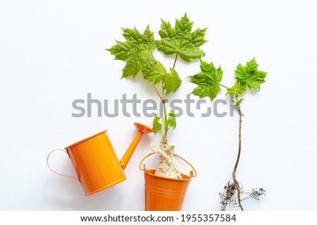 Arbor day - planting a young seedling tree and garden supplies tools	
 Royalty-Free Stock Photo #1955357584