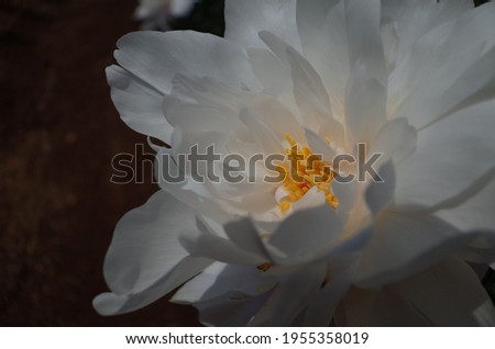 White Flower Center of Peony in Full Bloom
