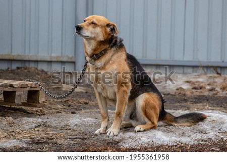 A mongrel dog tied on a chain sits on a winter day on the street Royalty-Free Stock Photo #1955361958