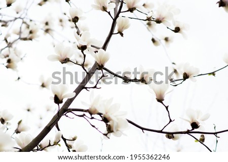 White magnolia flower in the spring