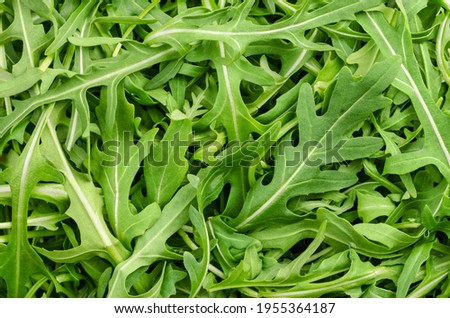 Raw and fresh arugula, green leaves, from above. Top view on rocket salad, Eruca vesicaria, a plant, used as leaf vegetable, salad vegetable and decorative garnish. Surface and background, food photo. Royalty-Free Stock Photo #1955364187