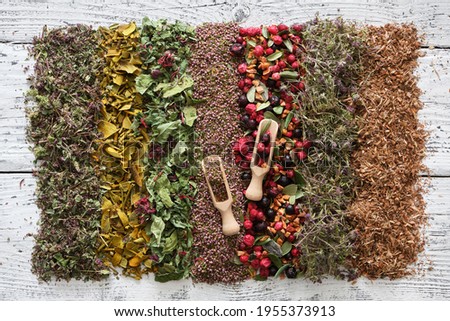 Rows of dry medicinal herbs, healthy fruits and berries - wild marjoram, mistletoe, heather, cranberries, black currants, dried apples, thyme, oak bark and two wooden scoops on white board, top view.