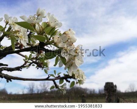Beautiful fresh spring flowers on Pear Tree branches with blue sky background