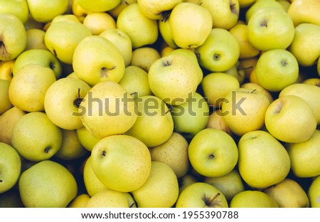 A lot of yellow apples. Harvesting. Healthy diet.