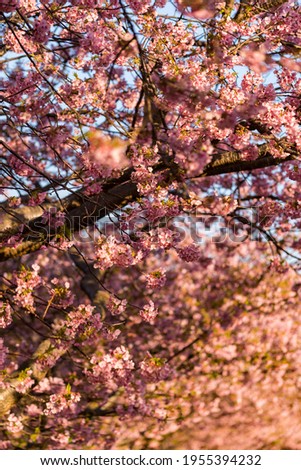 kawazu cherry blossom in izu