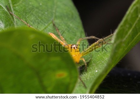 closeup shot of a beautiful lynx spider in nature