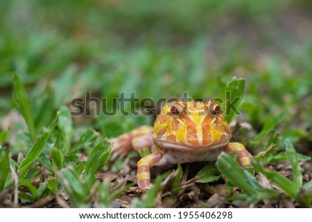 closeup argentine horned frog on ground 
