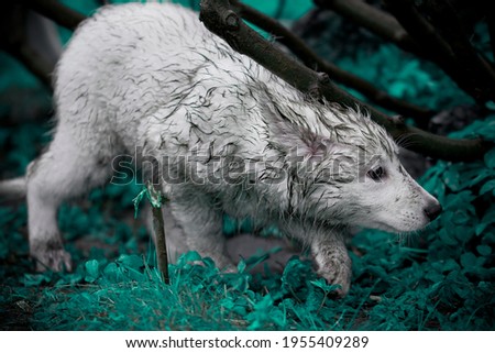 white swiss shepherd puppies in a wet and dirty forest. The white dog is hunting. A dog resembling a small wolf. White Wolf