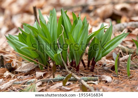 Wild Ramps - wild garlic ( Allium tricoccum), commonly known as ramp, ramps, spring onion,  wild leek, wood leek.  North American species of wild onion. in Canada, ramps are considered rare delicacies Royalty-Free Stock Photo #1955416834