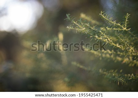 Tree branch isolated at sunrise 