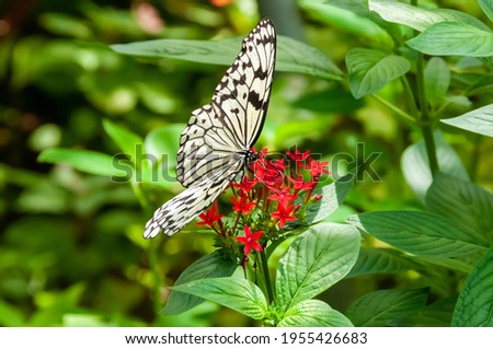 Paper kite, Beautiful butterfly feeding on nectar from the red Pentas flower on a background full of green leaves. Royalty-Free Stock Photo #1955426683