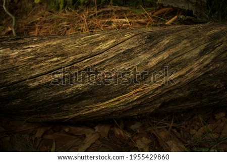 twisted forest wood root stump dark