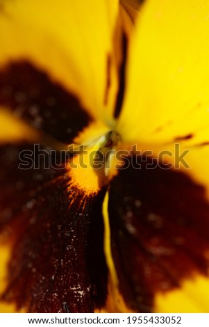 Yellow viola flower family violaceae close up background tripping modern high quality big size prints