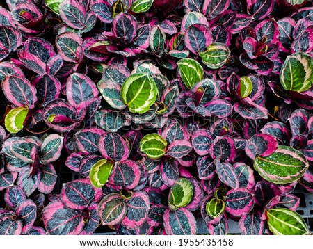Pattern of Colorful leaf for background 