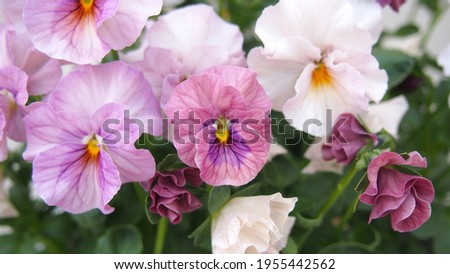 Pansies blooming in the purple and white garden. Horticulture. Antique color. Close-up. 