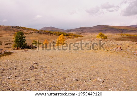 Hilly steppe with sparse conifers and snow-capped mountain peaks in the background. Chuya steppe, Altai, Siberia, Russia.
