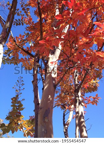 Trees in the fall against a clear blue sky