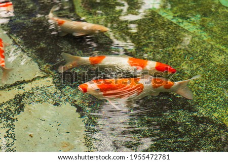 fish, koi carp swim in the pond. Fish in the pond close-up