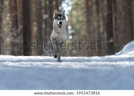 Siberian husky runs through the woods in a winter park. A sports dog. Northern sled dog