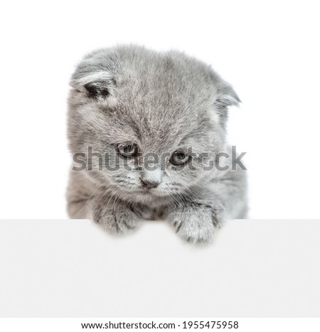 Cute kitten above empty white banner looks down on empty space. isolated on white background