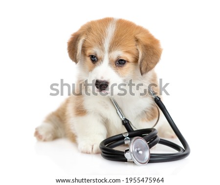 Cute Pembroke Welsh Corgi puppy like a doctor with stethoscope on his neck looks at camera. isolated on white background