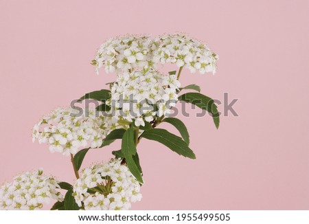 Bridal wreath isolated in pink background Royalty-Free Stock Photo #1955499505