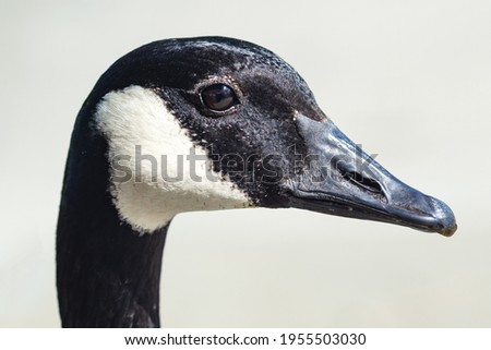 Close up portrait of Canadian goose on white background