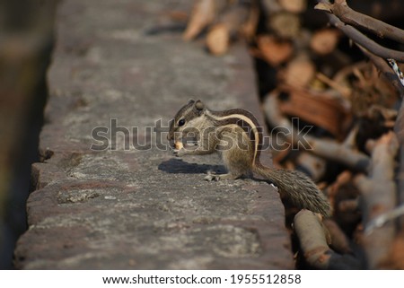 A squirrel sitting on a wall and eating biscuit.
