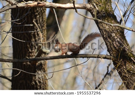 A squirrel on a branch carries a nut in its teeth