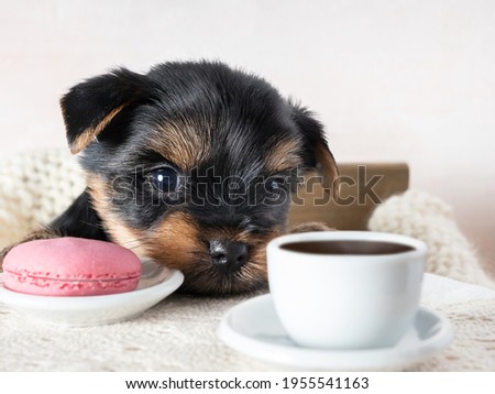 A small dog is a Yorkshire terrier puppy. Copy space.