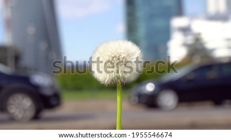 dandelion flower in the foreground with the urban traffic of cars in Milan in the background - green revolution in the city to improve air quality against atmospheric pollution - Milan green city 
