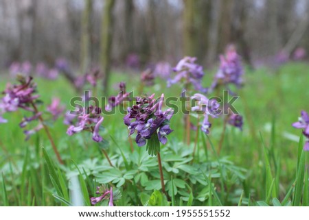 A purple-hued flower blooms in a green meadow.