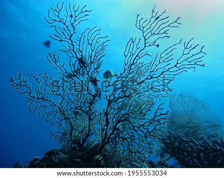 Beautiful underwater tropical hard black coral. Landscape scene with fish                               