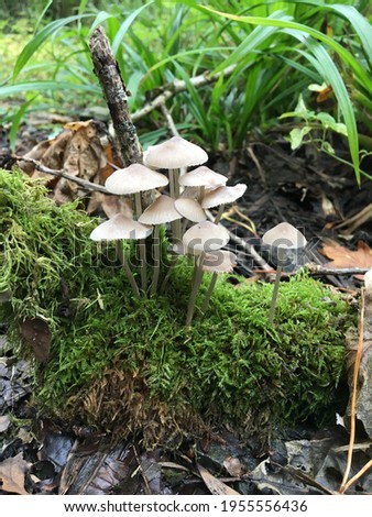 Little white wild mushrooms, fairy mushrooms