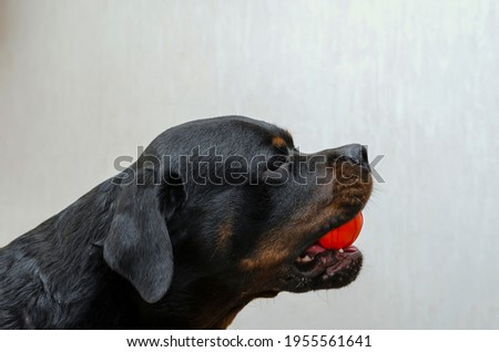 Portrait of an adult male Rottweiler with a red rubber ball in his mouth against a neutral wall. The pet is holding the toy in its large mouth. Side view. Indoors. Selective focus. Pet life.