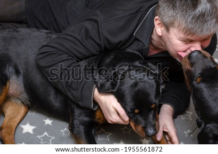 A man with black dogs lies on a gray blanket with white stars. The owner plays with the rottweilers on the bed. Pets are resting indoors. Pet life.