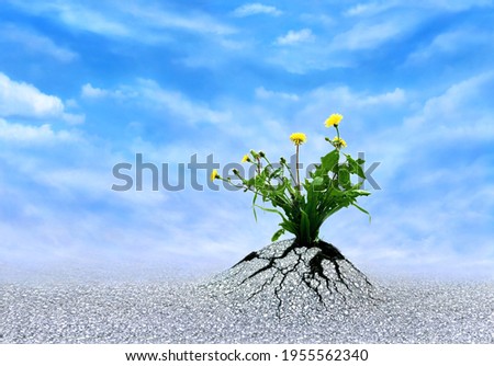 Faith, Hope and Love. Plants breaking trough asphalt with blue sky. Symbol for persistence, to never give up, miracles, optimism, a bright future and motivation. Be patient and life will persevere. Royalty-Free Stock Photo #1955562340