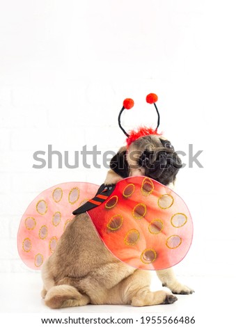 Funny  smiling  pug dog  in ladybug costume sits on white background with copy space for text . greeting card ,advertising concept . Pug dog in funny  halloween costume . Spring and easter  concept