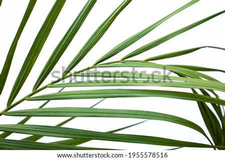 closeup coconut palm leaves isolated on white background, summer background