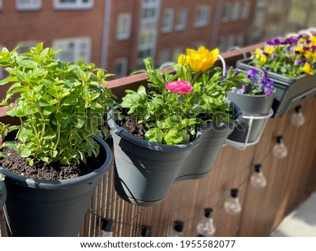 Beautiful blooming balcony flowers and herbs in decorative flower pots hanging on a balcony fence, floral wallpaper background with balcony flowers Royalty-Free Stock Photo #1955582077