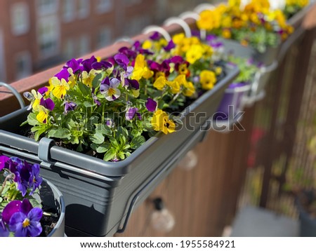Beautiful bright viola cornuta pansies flowers in vibrant purple, violet and yellow color in flower pot hanging on the balcony fence, spring beautiful balcony flowers high angle view