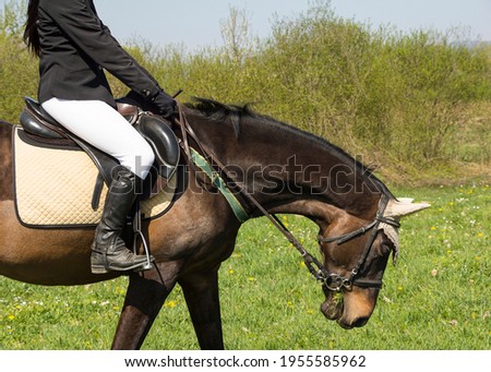 Clouse-up of Young girl rider and horse Royalty-Free Stock Photo #1955585962