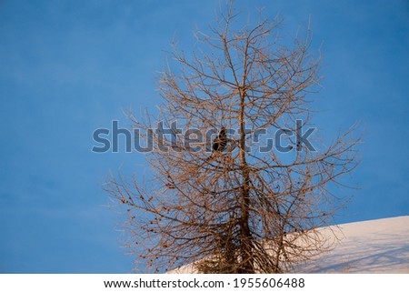 a black grouse perching in a larch tree in the courtship on spring morning